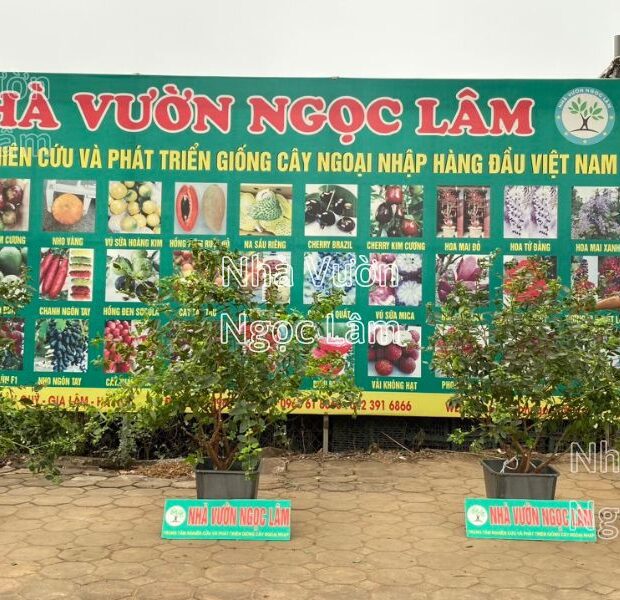 Giong-cay-viet-quat-Nha-Vuon-Ngoc-Lam