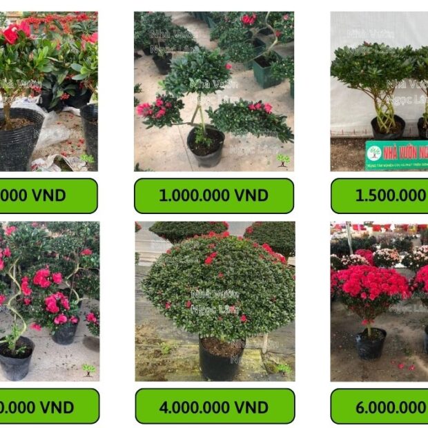 tong-hop-cac-giong-cay-hoa-do-quyen