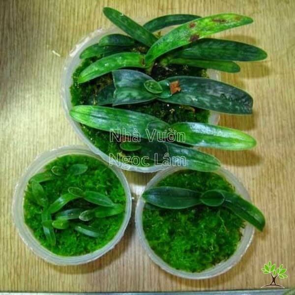 Cach-trong-Lan-Ho-Diep-bang-reu