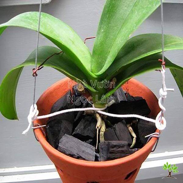 Cach-trong-Lan-Ho-Diep-bang-than-cui