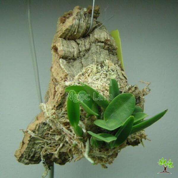 Cach-trong-Lan-Ho-Diep-bang-vo-cay