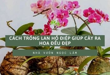Cach-trong-cay-lan-do-diep