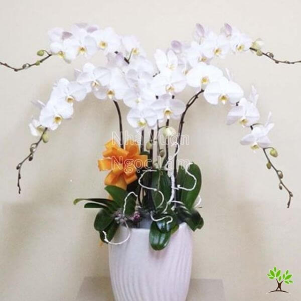 Cach-trong-lan-ho-diep-trang