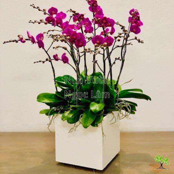 Kich-thich-de-Lan-Ho-Diep-ra-hoa