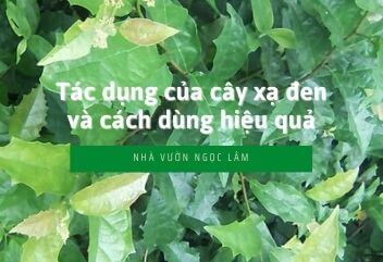Tac-dung-cua-cay-xa-den-va-cach-dung-hieu-qua