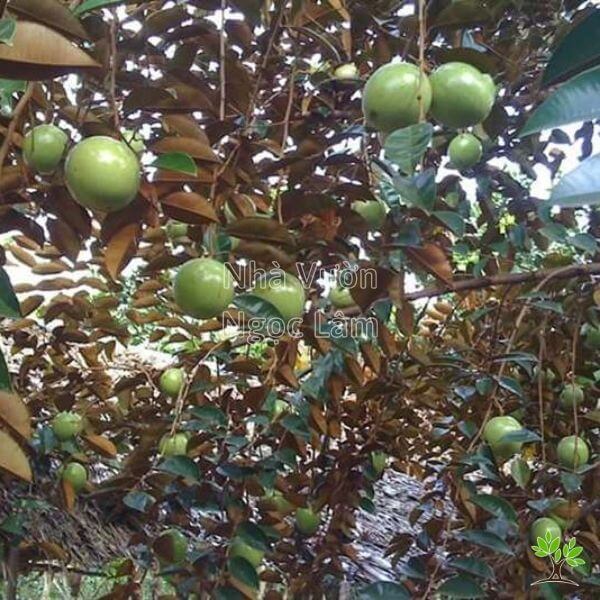 Y-nghia-cay-vu-sua-trong-phong-thuy