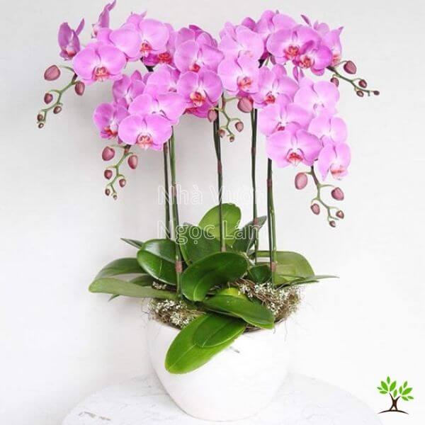 cham-soc-Lan-Ho-Diep