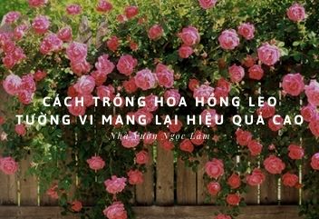 Cach-trong-hoa-hong-leo-tuong-vi