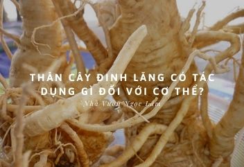 Có những thành phần dinh dưỡng nào trong nước uống từ cây đinh lăng?
