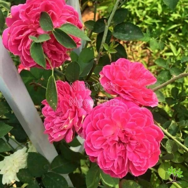 cham-soc-hoa-hong-leo-tuong-vi