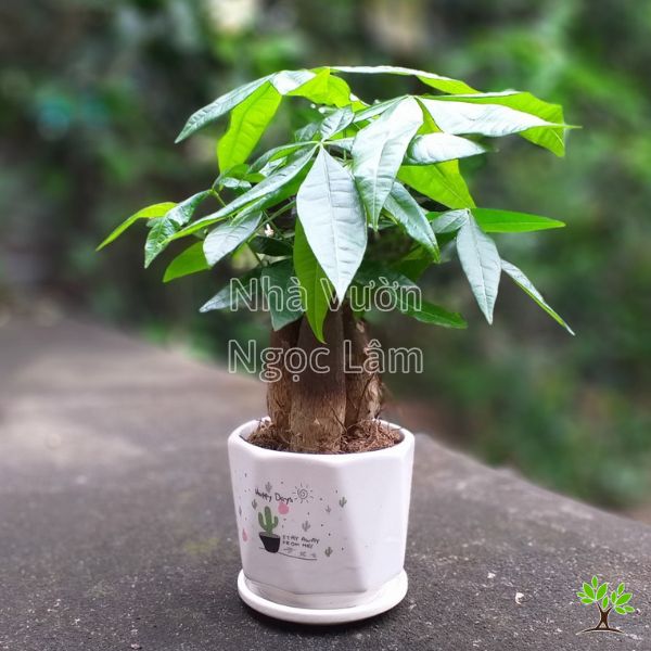 Cay-kim-ngan-top-cay-giau-sang-phu-quy