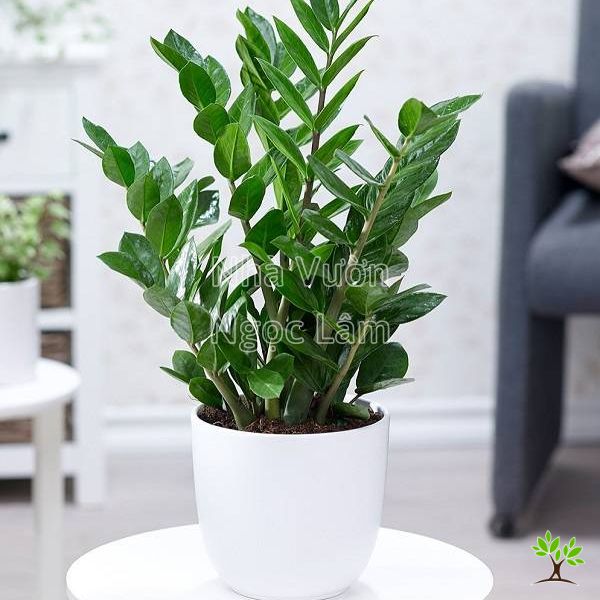 Cay-kim-tien-top-cay-giau-sang-phu-quy