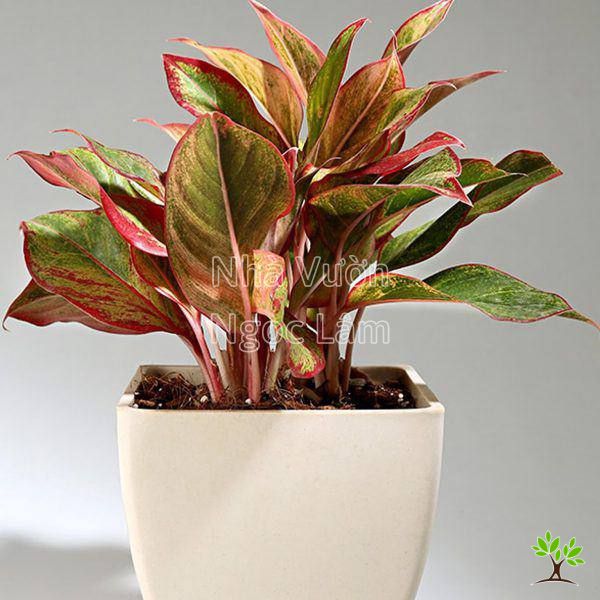 Cay-phu-quy-top-cay-giau-sang-phu-quy