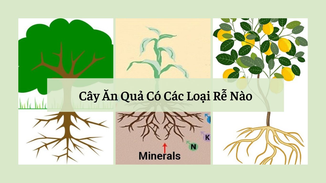 cay-an-qua-co-cac-loai-re-nao