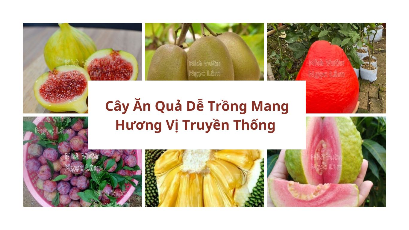 cây ăn quả dễ trồng