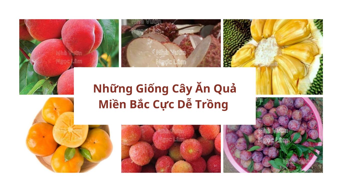 Cây ăn quả miền Bắc