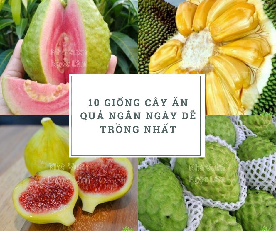 Cây ăn quả ngắn ngày