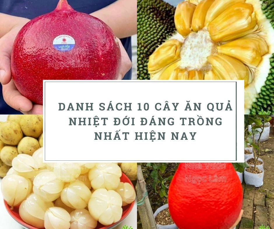 Cây ăn quả nhiệt đới