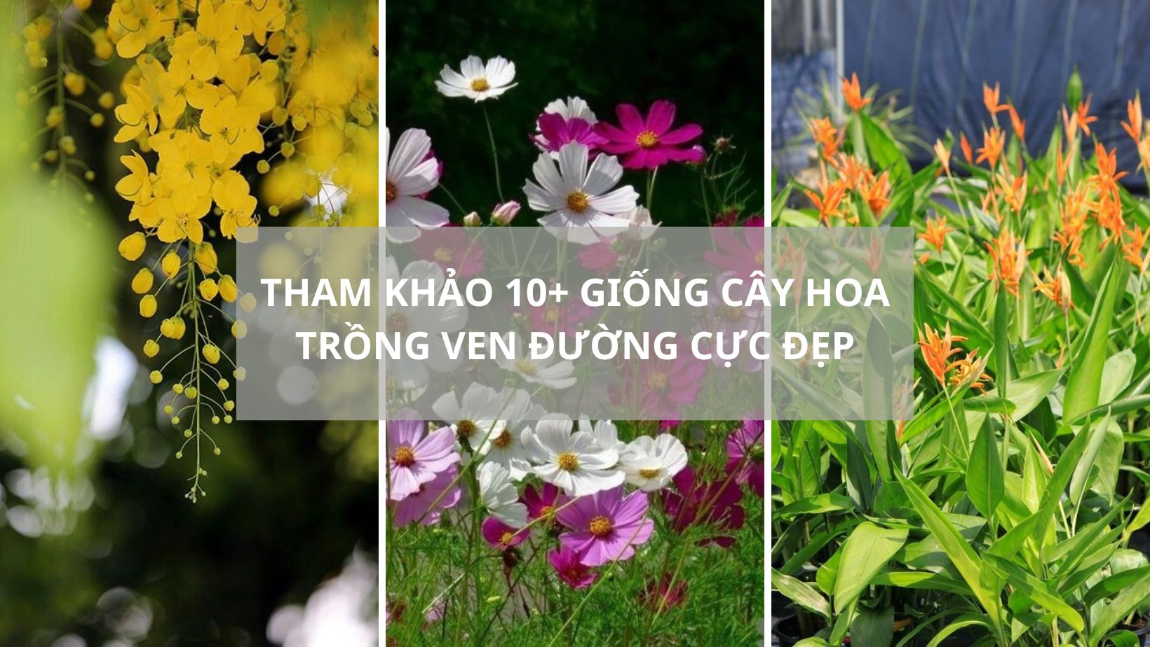 Cây hoa trồng ven đường
